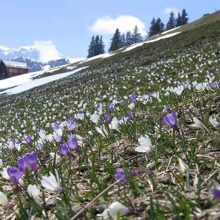 Olle And Maria's B&b- Apartmán Gimmelwald