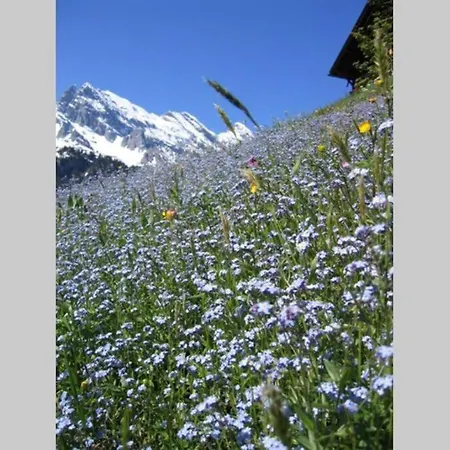 Olle And Maria's B&b- Gimmelwald