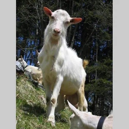 Olle And Maria's B&b- Gimmelwald