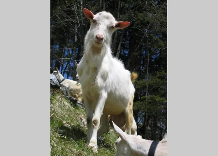 Olle And Maria's B&b- Gimmelwald