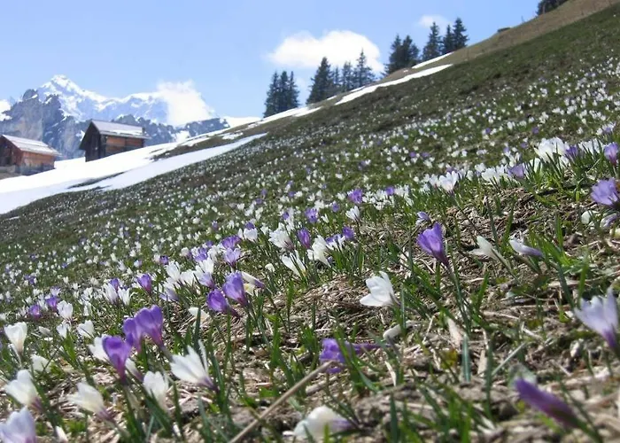 Olle And Maria's B&b- Lejlighed Gimmelwald