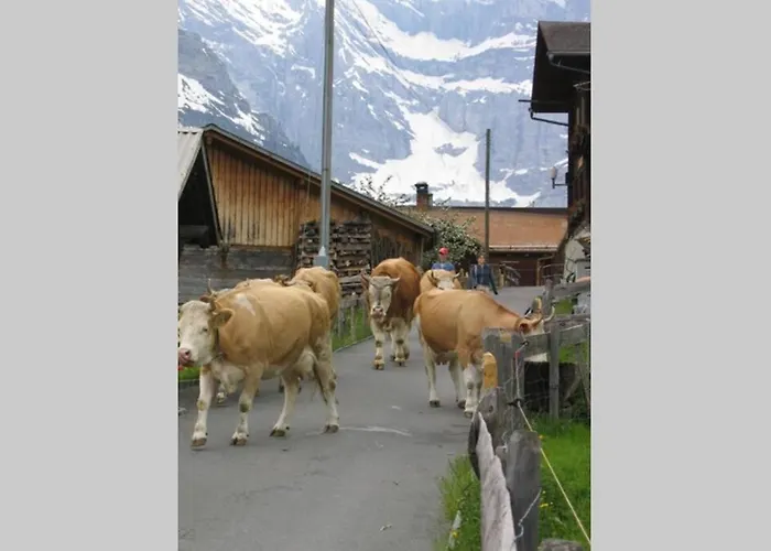 Olle And Maria's B&b- Lejlighed Gimmelwald